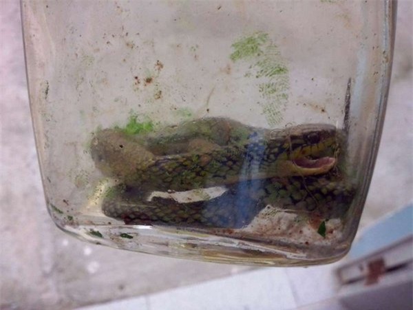 brazil: be trai 17 thang tuoi can chet ran doc hinh anh 2