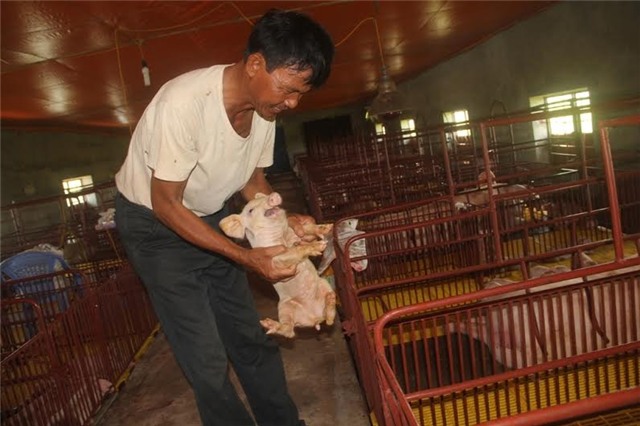 lợn tây, vua lợn tây, thung lũng, lò gạch, Nam Định, nông dân nghèo, chăn nuôi, thua lỗ, thị trường, trang trại, lợn-Tây, vua-lợn-tây, thũng-lũng, lò-gạch-bỏ-hoang, Nam-Định, nông-dân-nghèo, chăn-nuôi, thua-lỗ, thị-trường, trang-tra