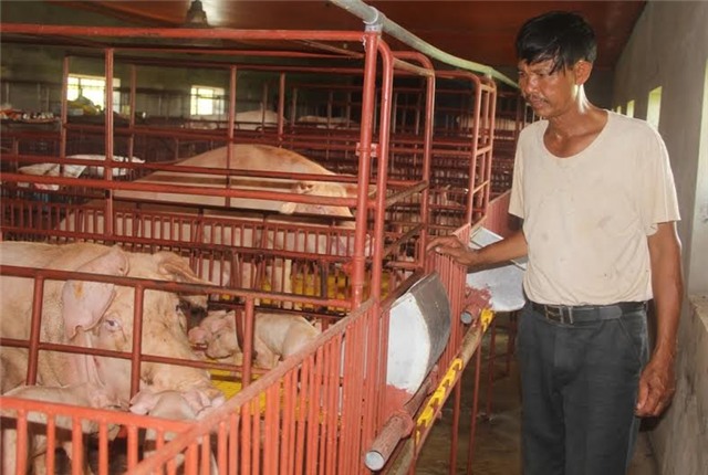 lợn tây, vua lợn tây, thung lũng, lò gạch, Nam Định, nông dân nghèo, chăn nuôi, thua lỗ, thị trường, trang trại, lợn-Tây, vua-lợn-tây, thũng-lũng, lò-gạch-bỏ-hoang, Nam-Định, nông-dân-nghèo, chăn-nuôi, thua-lỗ, thị-trường, trang-tra