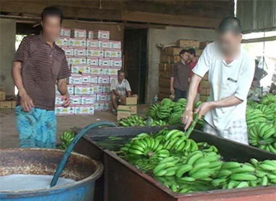 Hoa quả ngâm hóa chất cấm: Đầu độc cộng đồng?