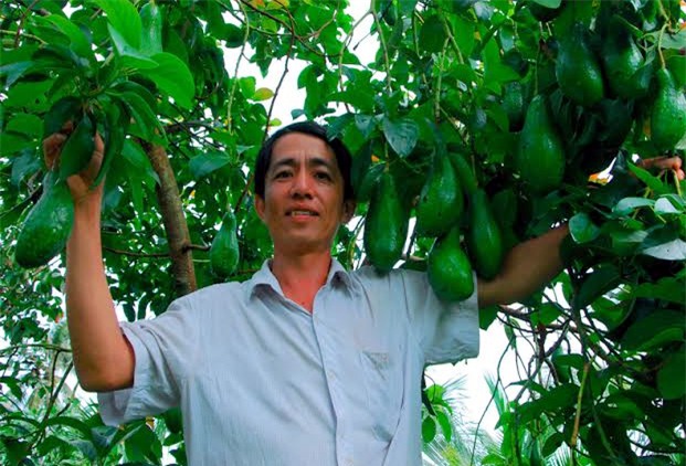 ĐBSCL, bơ sáp, bơ giống, Campuchia, tỷ phú, bơ-sáp, cây-bơ-sáp, bơ-giống, Đông-Nam-Bộ, Tây-Nguyên, Tây-Nam-Bộ