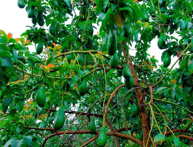 ĐBSCL, bơ sáp, bơ giống, Campuchia, tỷ phú, bơ-sáp, cây-bơ-sáp, bơ-giống, Đông-Nam-Bộ, Tây-Nguyên, Tây-Nam-Bộ