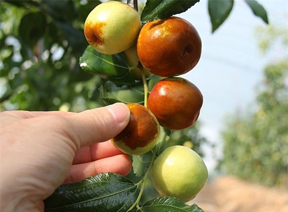 táo dại, táo tươi, Hàn Quốc, Sài Gòn, xách tay, quả dại, khách hàng, đắt đỏ, táo-dại, táo-dại-tươi-Hàn-Quốc, Sài-Gòn, xách-tay, quả-dại, đắt-đỏ