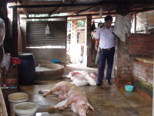 Những con heo chết do xuất huyết đang được xẻ thịt để bán