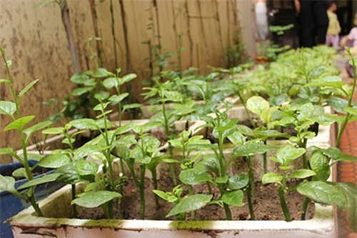 Vườn rau mini, Hà Nội