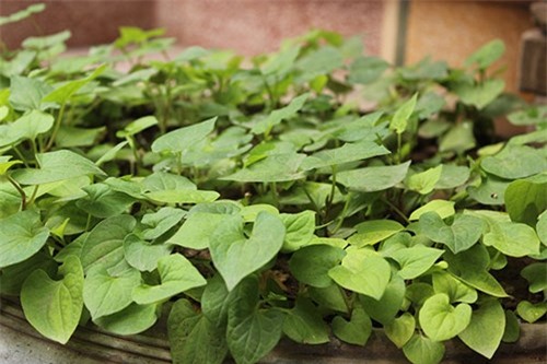 Vườn rau mini, Hà Nội