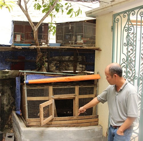 Vườn rau mini, Hà Nội