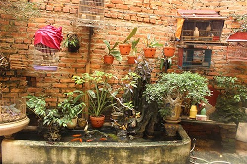 Vườn rau mini, Hà Nội