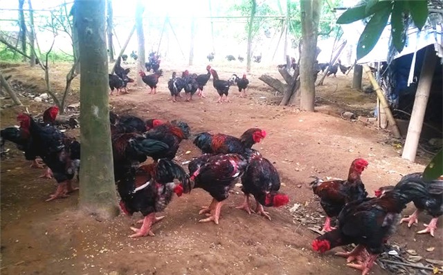 gà giống, chăn nuôi, bảo tồn, Việt Nam, gen quý, gen-quý, bảo-tồn