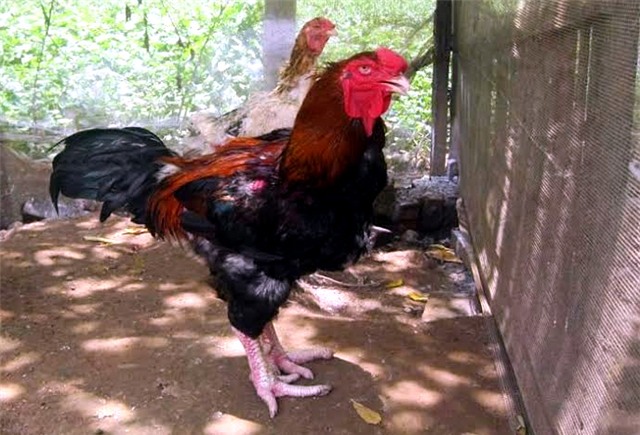 gà giống, chăn nuôi, bảo tồn, Việt Nam, gen quý, gen-quý, bảo-tồn