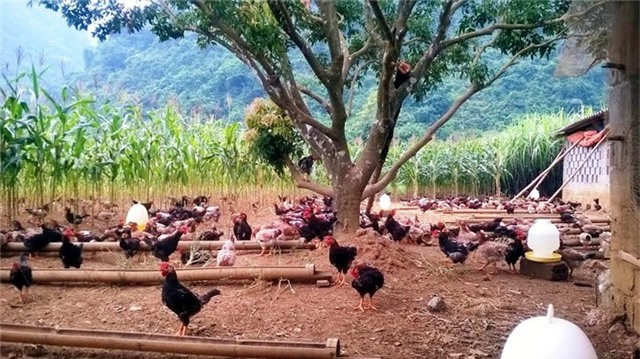 gà giống, chăn nuôi, bảo tồn, Việt Nam, gen quý, gen-quý, bảo-tồn