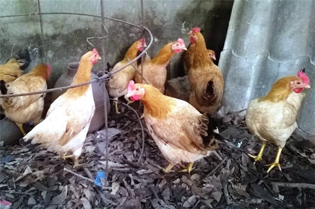 gà giống, chăn nuôi, bảo tồn, Việt Nam, gen quý, gen-quý, bảo-tồn