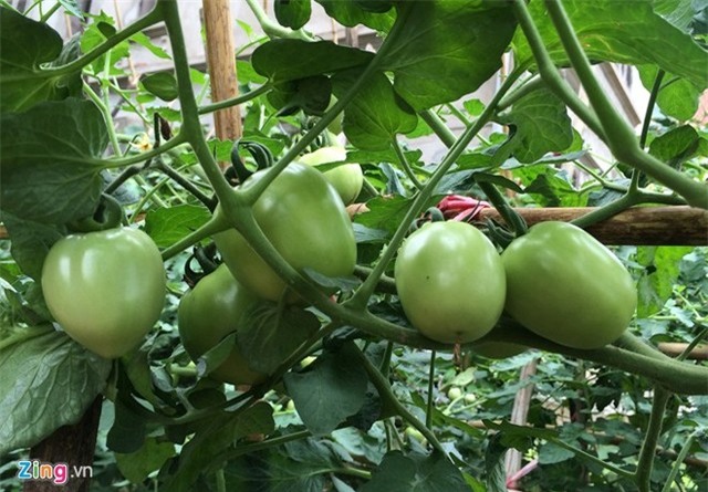Những trái cà xanh tươi trĩu quả trở thành nguồn thực phẩm sạch cho những hộ dân ít ỏi tại đây.