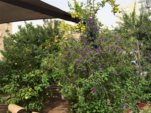 trường thực nghiệm, Israel