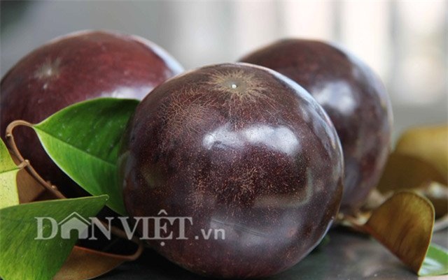 vuon vu sua tim than 