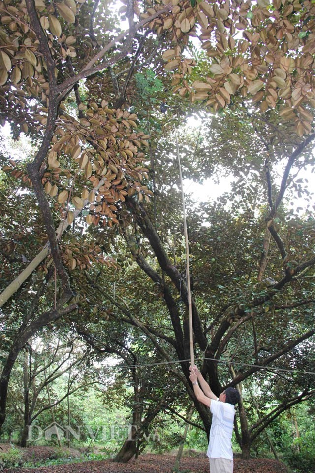 vuon vu sua tim than 