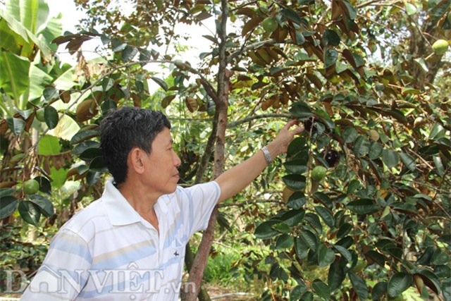 vuon vu sua tim than 