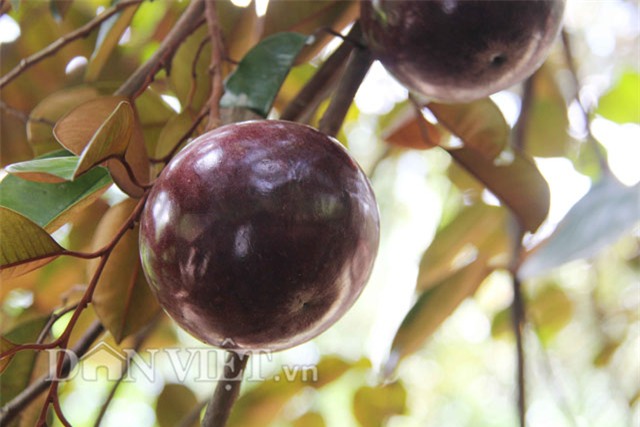 vuon vu sua tim than 