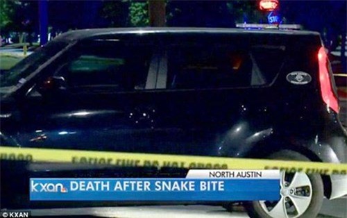 thanh nien yeu dong vat ngoi yen de ran doc can den chet hinh anh 1