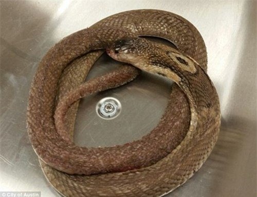 thanh nien yeu dong vat ngoi yen de ran doc can den chet hinh anh 2