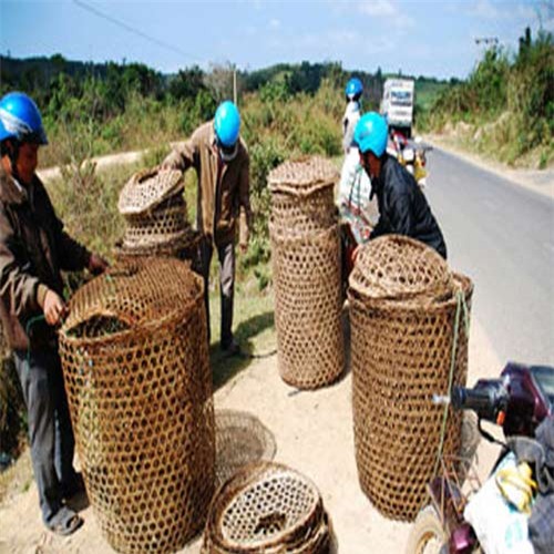 Lên núi, rùa thần, nông dân, đổi đời, thuốc quý, thần dược, rùa vàng, Lên-núi, rùa-thần, nông-dân, đổi-đời, thuốc-quý, thần-dược, rùa-vàng,