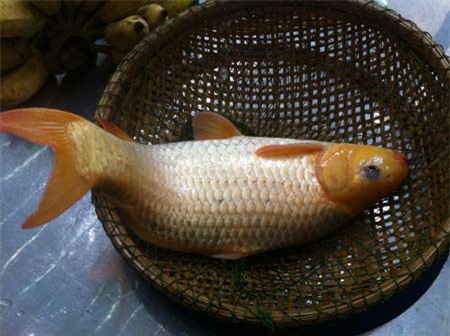 chăn nuôi, tiết kiệm, nuôi cá, trồng rau, ban công, ao cá, rau sạch, chăn-nuôi, tiết-kiệm, nuôi-cá, trồng-rau, ban-công, ao-cá, rau-sạch,