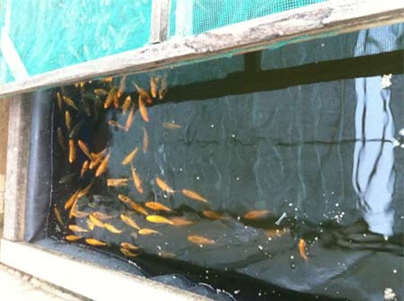 chăn nuôi, tiết kiệm, nuôi cá, trồng rau, ban công, ao cá, rau sạch, chăn-nuôi, tiết-kiệm, nuôi-cá, trồng-rau, ban-công, ao-cá, rau-sạch,