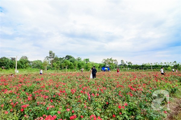 thảo nguyên hoa long biên