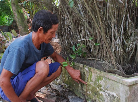 cây cảnh, bờ ao, chục tỷ, Thái Bình, chuyện lạ, cây sanh cổ, trăm năm tuổi, cây-cảnh, bờ-ao, chục-tỷ, Thái-Bình, chuyện-lạ, cây-sanh-cổ, trăm-năm-tuổi