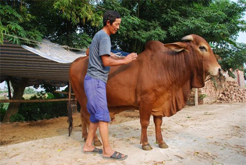 cây cảnh, bờ ao, chục tỷ, Thái Bình, chuyện lạ, cây sanh cổ, trăm năm tuổi, cây-cảnh, bờ-ao, chục-tỷ, Thái-Bình, chuyện-lạ, cây-sanh-cổ, trăm-năm-tuổi