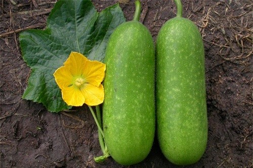 Bí đao có rất nhiều công dụng chữa bệnh mà bạn không ngờ tới.