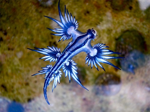 Xuất hiện sinh vật biển tự phát ra ánh điện màu xanh kỳ lạ - Ảnh 3