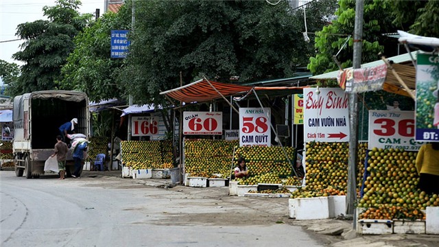 Cam Cao Phong, tỷ phú, nông dân, đặc sản vùng cao, thu hoạch, được mùa, cam-cao-phong, hòa-bình, nông-dân, tỷ-phú, thu-hoạch, được-mùa