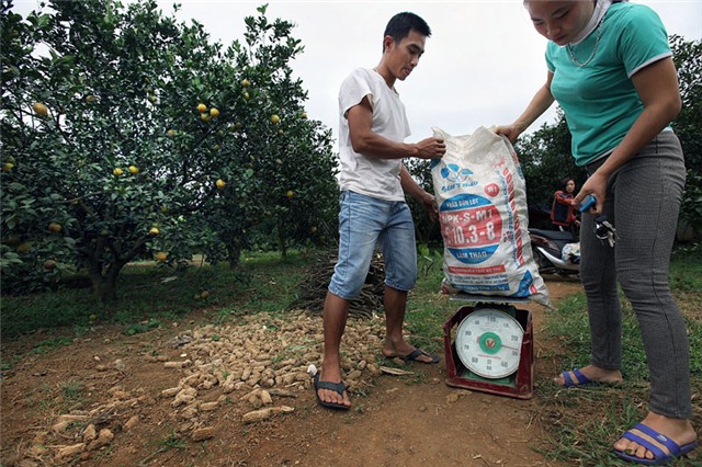 Cam Cao Phong, tỷ phú, nông dân, đặc sản vùng cao, thu hoạch, được mùa, cam-cao-phong, hòa-bình, nông-dân, tỷ-phú, thu-hoạch, được-mùa