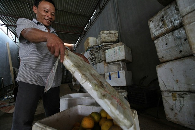 Cam Cao Phong, tỷ phú, nông dân, đặc sản vùng cao, thu hoạch, được mùa, cam-cao-phong, hòa-bình, nông-dân, tỷ-phú, thu-hoạch, được-mùa