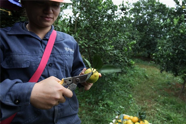 Cam Cao Phong, tỷ phú, nông dân, đặc sản vùng cao, thu hoạch, được mùa, cam-cao-phong, hòa-bình, nông-dân, tỷ-phú, thu-hoạch, được-mùa