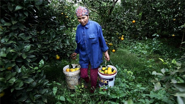 Cam Cao Phong, tỷ phú, nông dân, đặc sản vùng cao, thu hoạch, được mùa, cam-cao-phong, hòa-bình, nông-dân, tỷ-phú, thu-hoạch, được-mùa