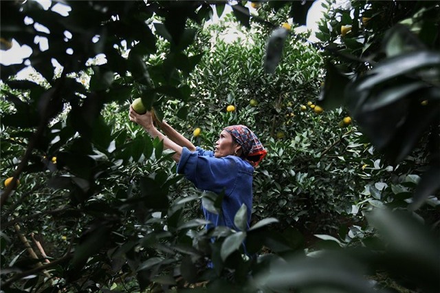 Cam Cao Phong, tỷ phú, nông dân, đặc sản vùng cao, thu hoạch, được mùa, cam-cao-phong, hòa-bình, nông-dân, tỷ-phú, thu-hoạch, được-mùa