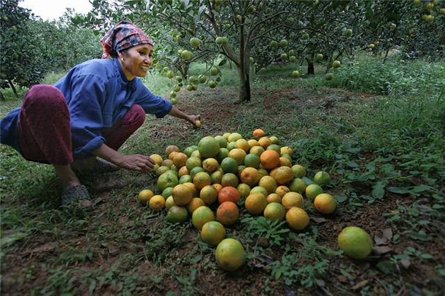 Cam Cao Phong, tỷ phú, nông dân, đặc sản vùng cao, thu hoạch, được mùa, cam-cao-phong, hòa-bình, nông-dân, tỷ-phú, thu-hoạch, được-mùa