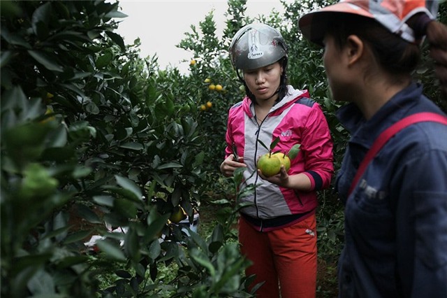 Cam Cao Phong, tỷ phú, nông dân, đặc sản vùng cao, thu hoạch, được mùa, cam-cao-phong, hòa-bình, nông-dân, tỷ-phú, thu-hoạch, được-mùa