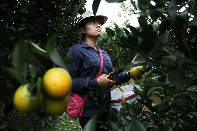 Cam Cao Phong, tỷ phú, nông dân, đặc sản vùng cao, thu hoạch, được mùa, cam-cao-phong, hòa-bình, nông-dân, tỷ-phú, thu-hoạch, được-mùa