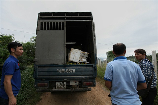 Cam Cao Phong, tỷ phú, nông dân, đặc sản vùng cao, thu hoạch, được mùa, cam-cao-phong, hòa-bình, nông-dân, tỷ-phú, thu-hoạch, được-mùa