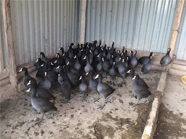 gà Đông Tảo, chim sâm cầm, quà tặng, thầy cô giáo, ngày nhà giáo Việt Nam, tri ân, đặc sản tiến vua , Gà-Đông-Tảo, chim-sâm-cầm, quà-tặng, thầy-cô-giáo, ngày-nhà-giáo-Việt-nam, tri-ân, đặc-sản-tiến-vua. phụ-huynh