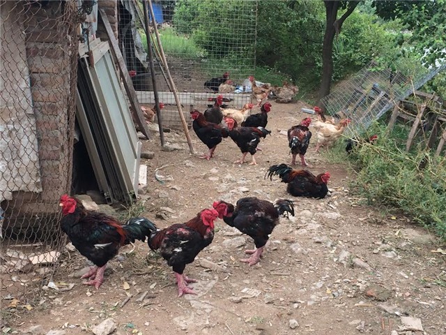 gà Đông Tảo, chim sâm cầm, quà tặng, thầy cô giáo, ngày nhà giáo Việt Nam, tri ân, đặc sản tiến vua , Gà-Đông-Tảo, chim-sâm-cầm, quà-tặng, thầy-cô-giáo, ngày-nhà-giáo-Việt-nam, tri-ân, đặc-sản-tiến-vua. phụ-huynh