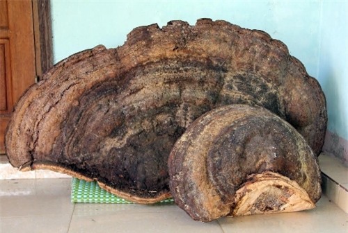 Nghệ An, nấm linh chi, ngàn tuổi