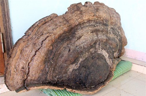 Nghệ An, nấm linh chi, ngàn tuổi