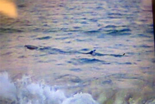 
Cá lạ dài khoảng 4 m, nặng 1 tấn bơi gần bờ (Ảnh do lực lượng chức năng cung cấp)
