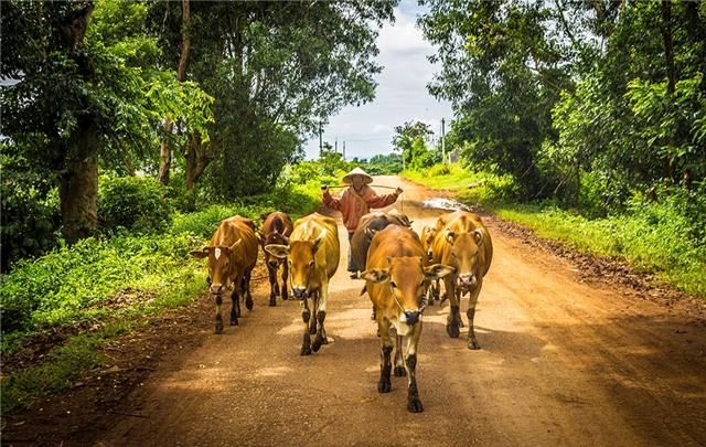 Dáng vẻ thong dong của “chàng cao bồi” và những chú bò. Ảnh: John Nguyen/Picfair.