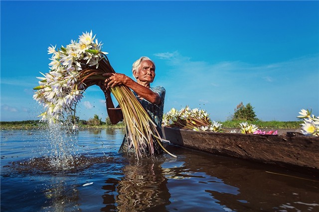 Người phụ nữ gom bông súng trên sông. Ảnh: JetHuynh/Picfair.