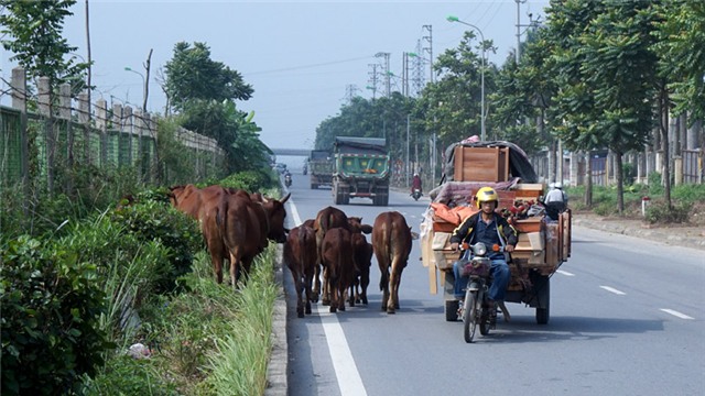dai lo Thang Long, dai lo hien dai nhat Viet Nam, dai lo ngan ty, giao thong ky quac, đại lộ Thăng Long, đại lộ ngàn tỷ, giao thông kỳ quặc